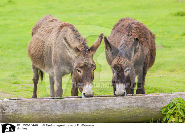 Esel / donkey / PW-15446