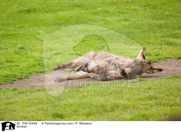 Esel / donkey / PW-15448