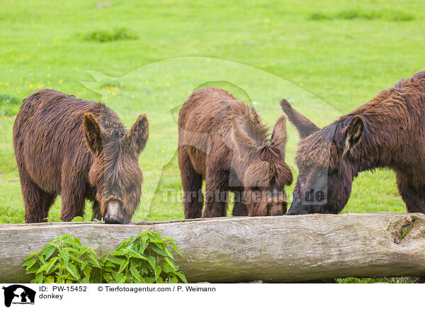 Esel / donkey / PW-15452