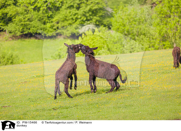 Esel / donkey / PW-15466