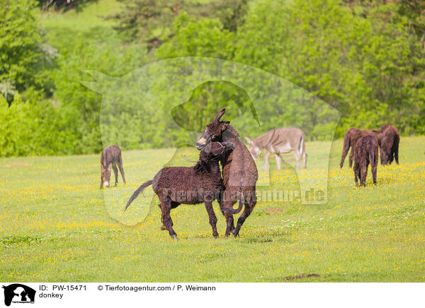 Esel / donkey / PW-15471