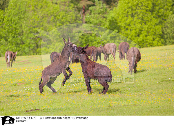 Esel / donkey / PW-15474