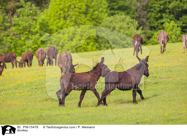 Esel / donkey / PW-15476