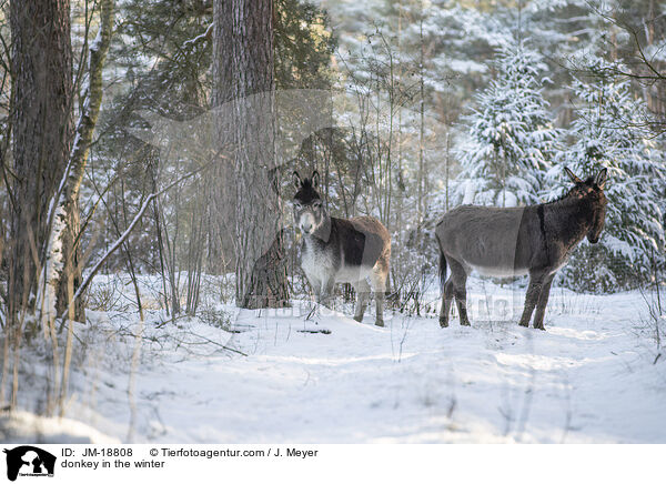Esel im Winter / donkey in the winter / JM-18808