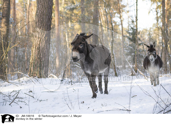 Esel im Winter / donkey in the winter / JM-18816