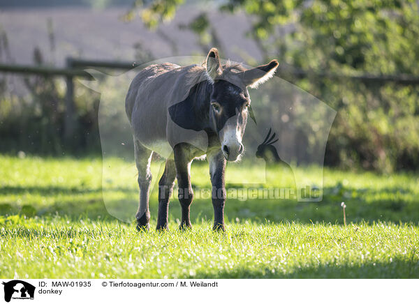 Esel / donkey / MAW-01935