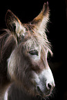 donkey