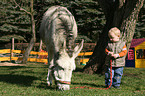 kind and donkey