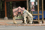 donkey
