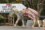 donkey