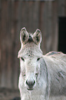 donkey
