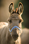 donkey