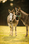 donkey