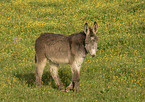 donkey