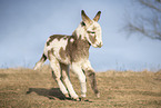 running Donkey foal