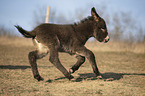 running Donkey foal