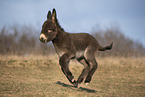 running Donkey foal
