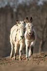 Donkeys
