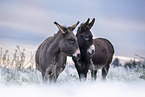 Donkeys in the winter