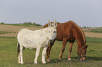 Donkey with Pony