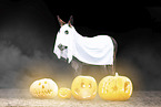 donkey at halloween