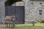 donkey