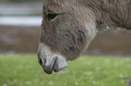 donkey