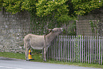 donkey