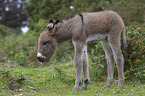 donkey