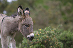 donkey