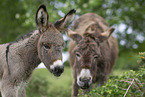 donkey