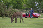 donkey