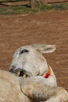 donkey