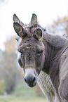 donkey