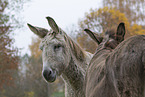 donkey