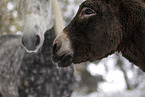 donkey