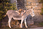 woman and donkey