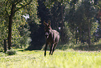 galloping donkey