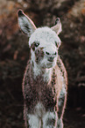 ass foal