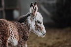 ass foal