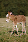 ass foal