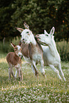 asses