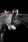 donkey