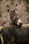 donkey