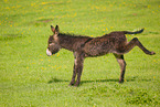 donkey