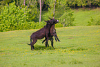 donkey
