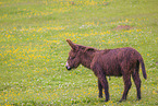 donkey