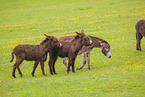 donkey