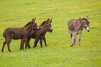 donkey