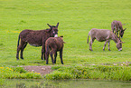 donkey